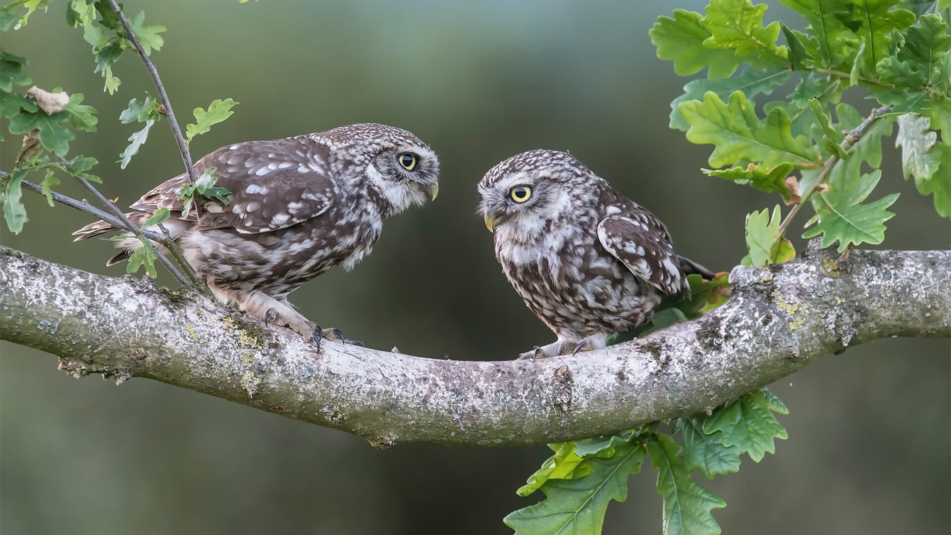 九游网页版官网-《跨国大战：亚洲队伍在欧洲电竞赛场拼搏》，跨欧亚两洲的国家是哪个国家